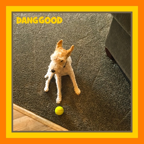 Dog Playing with a Ball On Carpet while we were Carpet Cleaning
