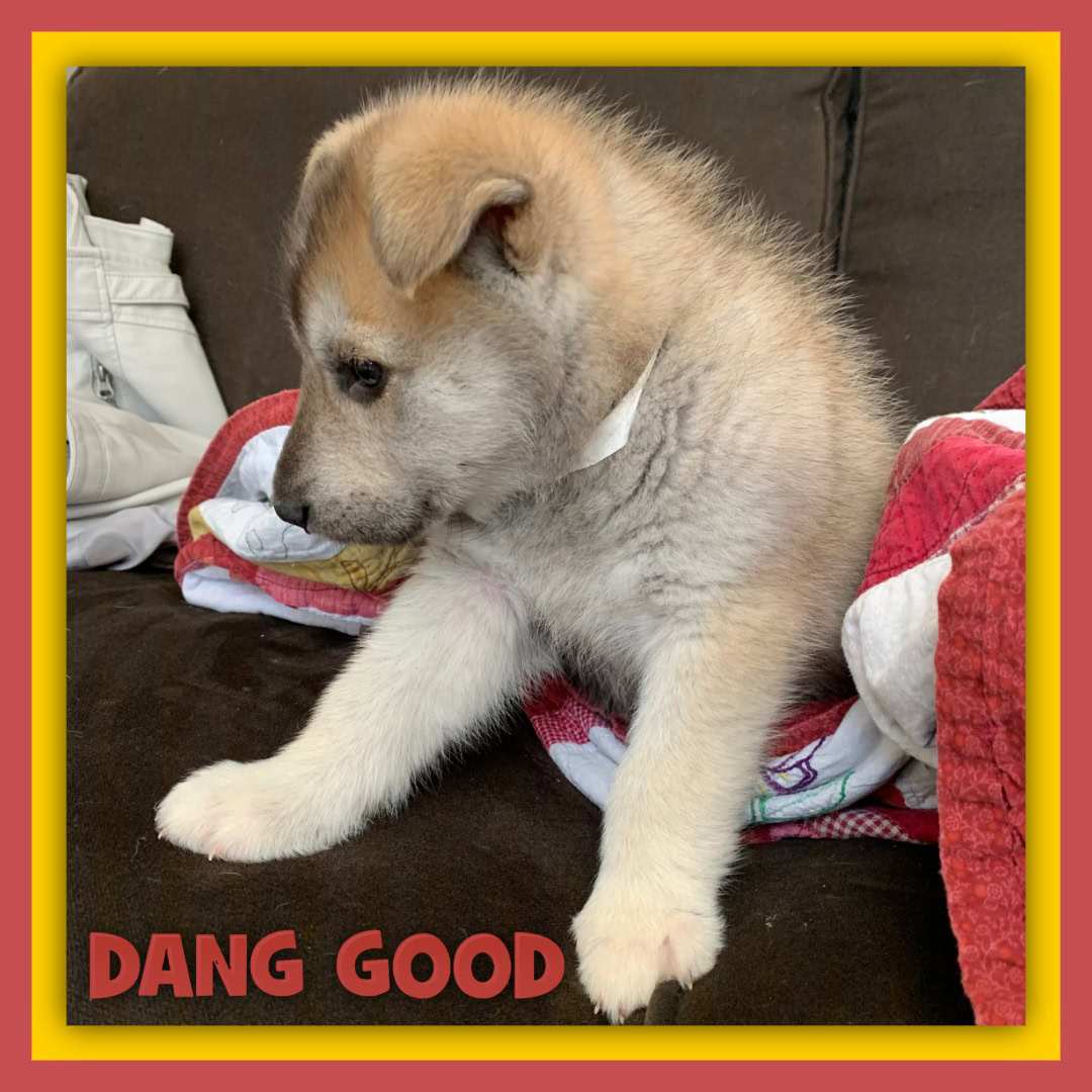 A Customers Puppy on the Sofa